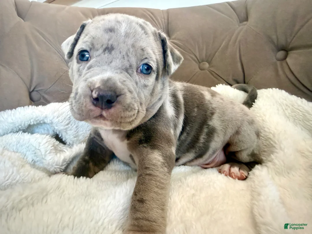 American Bully dogs for sale: Biggie - XL American Bully Puppy  - Ad 2