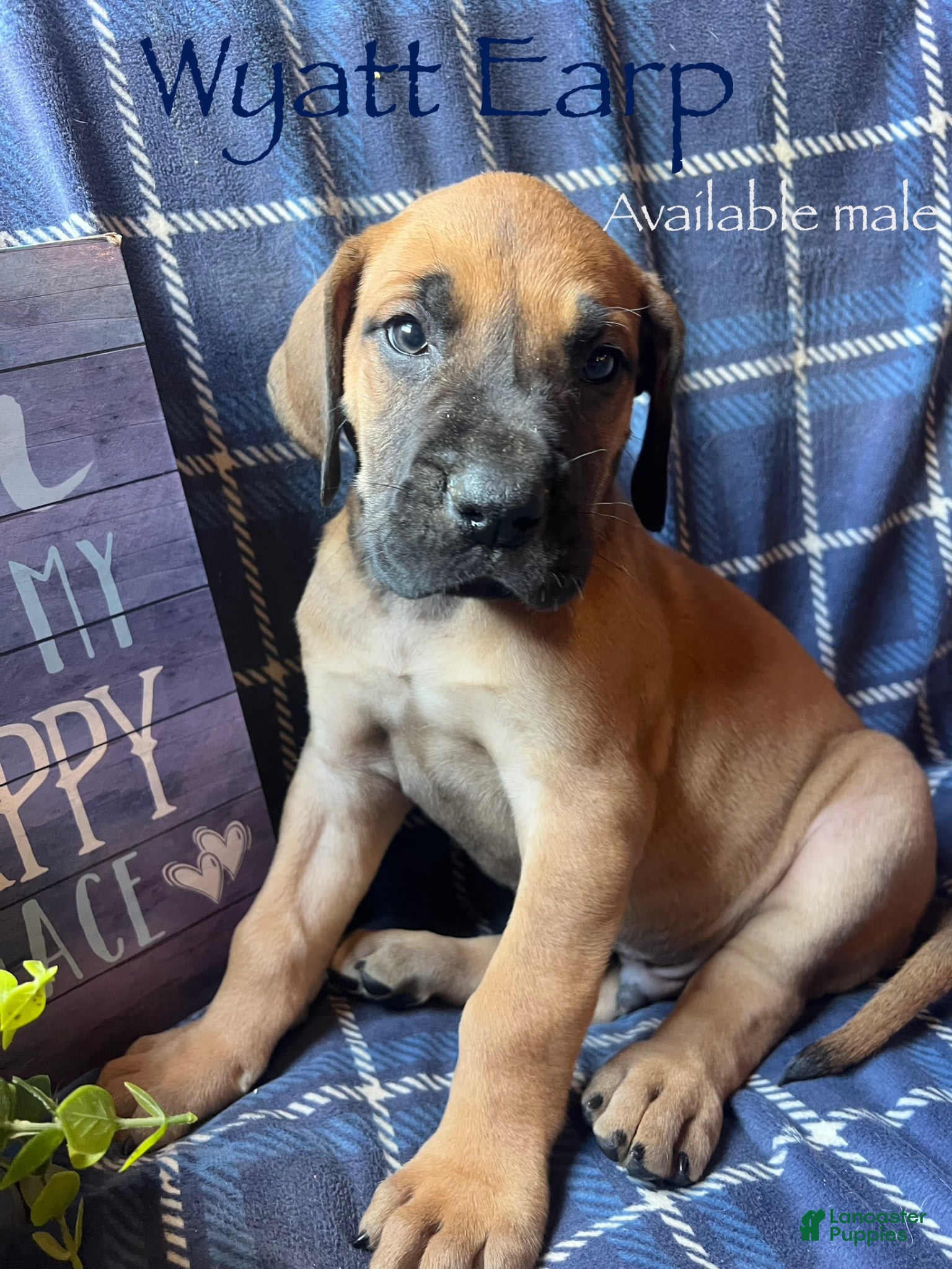 Great Dane dogs Wyatt Earp - Ad 12