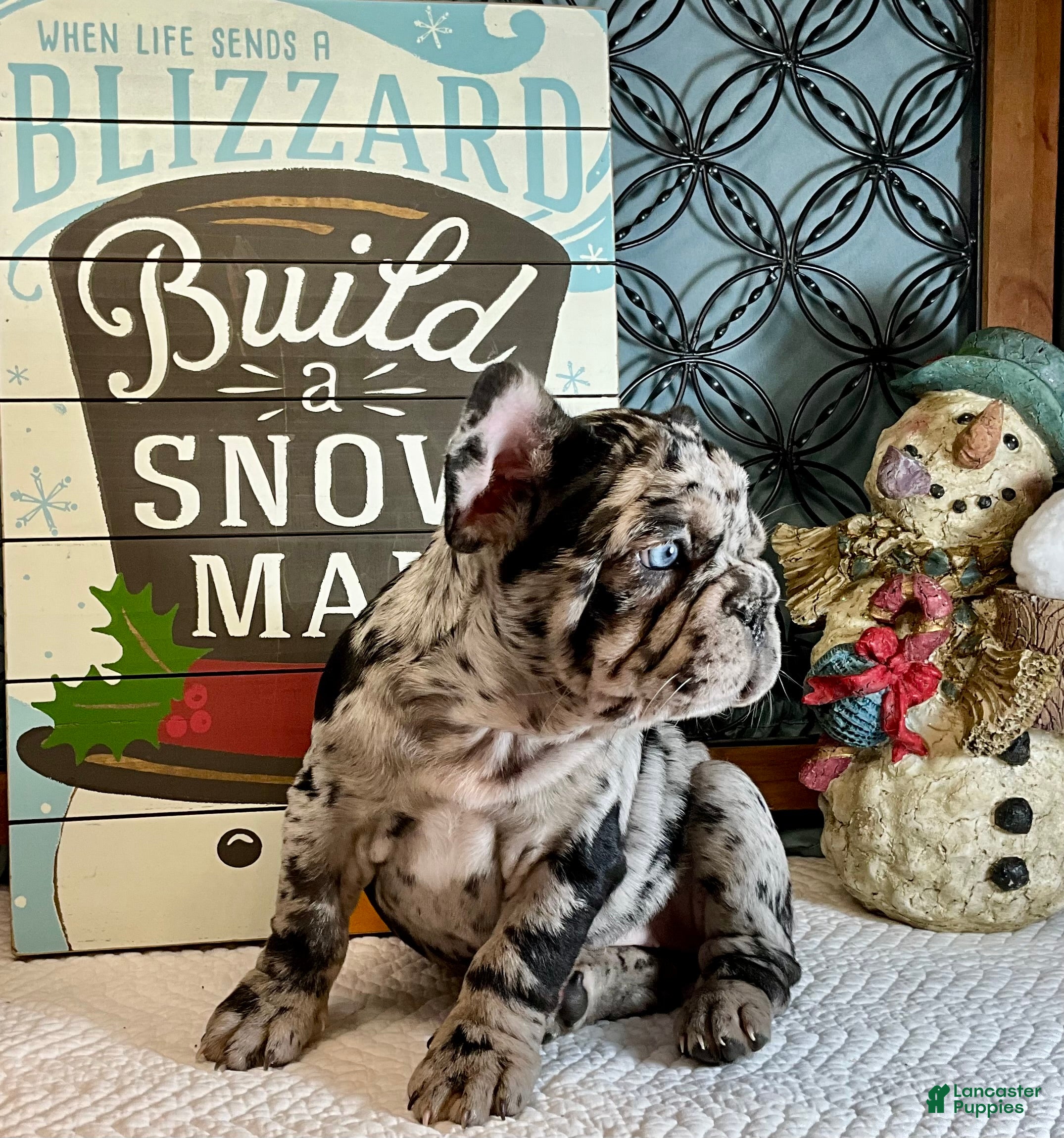 French Bulldog dogs Shell - Ad 7