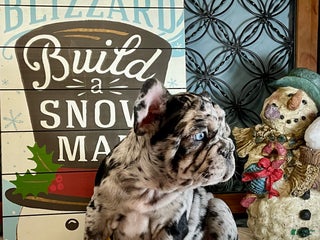 French Bulldog dogs Shell - Ad 7