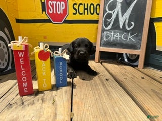 Labrador Retriever dogs for sale: Black Collar - Ad 4