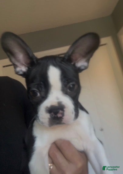 Frenchton dogs Arrow - Ad 6