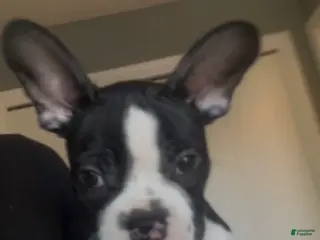 Frenchton dogs Arrow - Ad 8