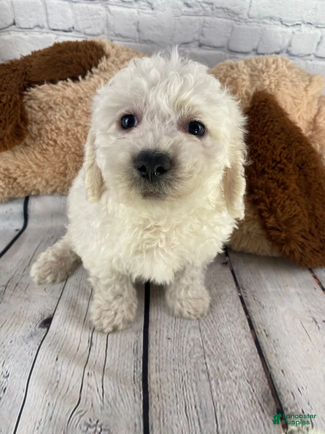 Bichon Frise dogs for sale: Cash - Ad 10