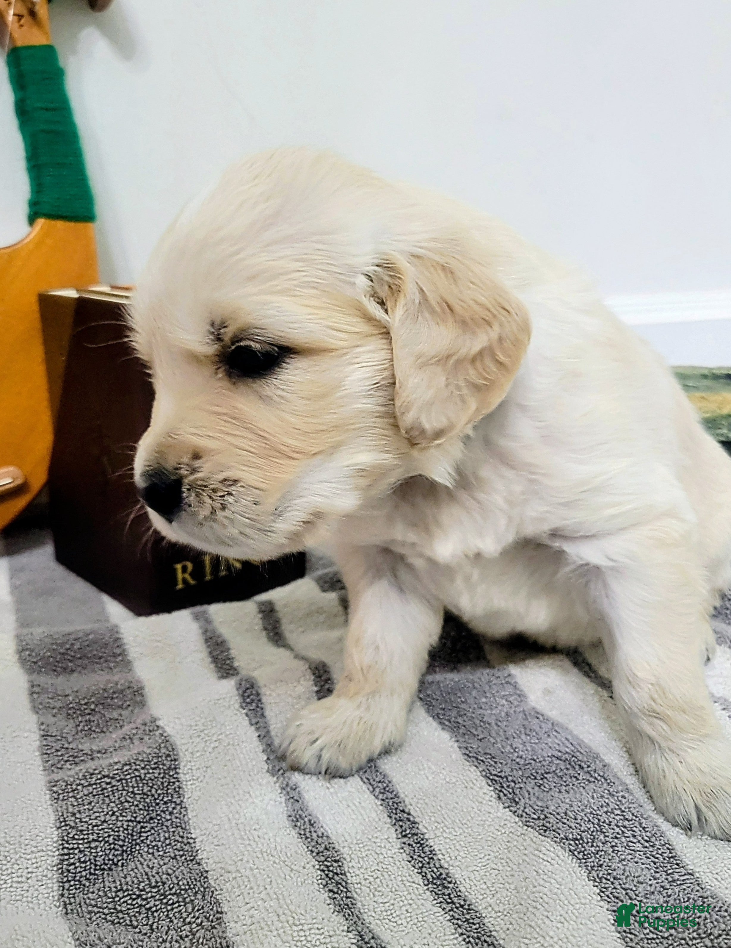 Golden Retriever dogs for sale: Frodo, Champion Sired - Ad 1
