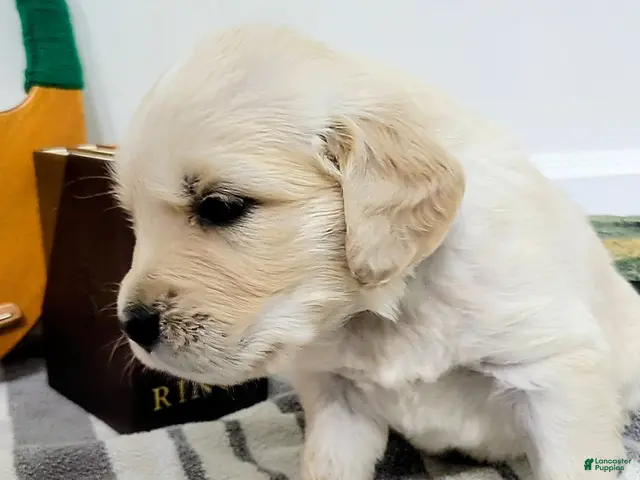 Golden Retriever dogs for sale: Frodo, Champion Sired - Ad 1