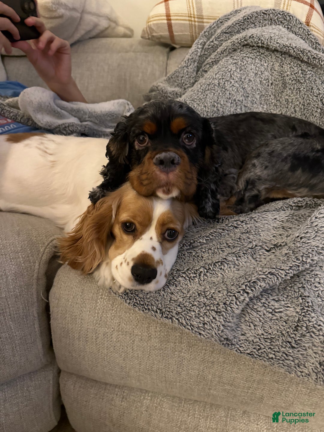 Cocker Spaniel dogs for sale: Teddy - Ad 15