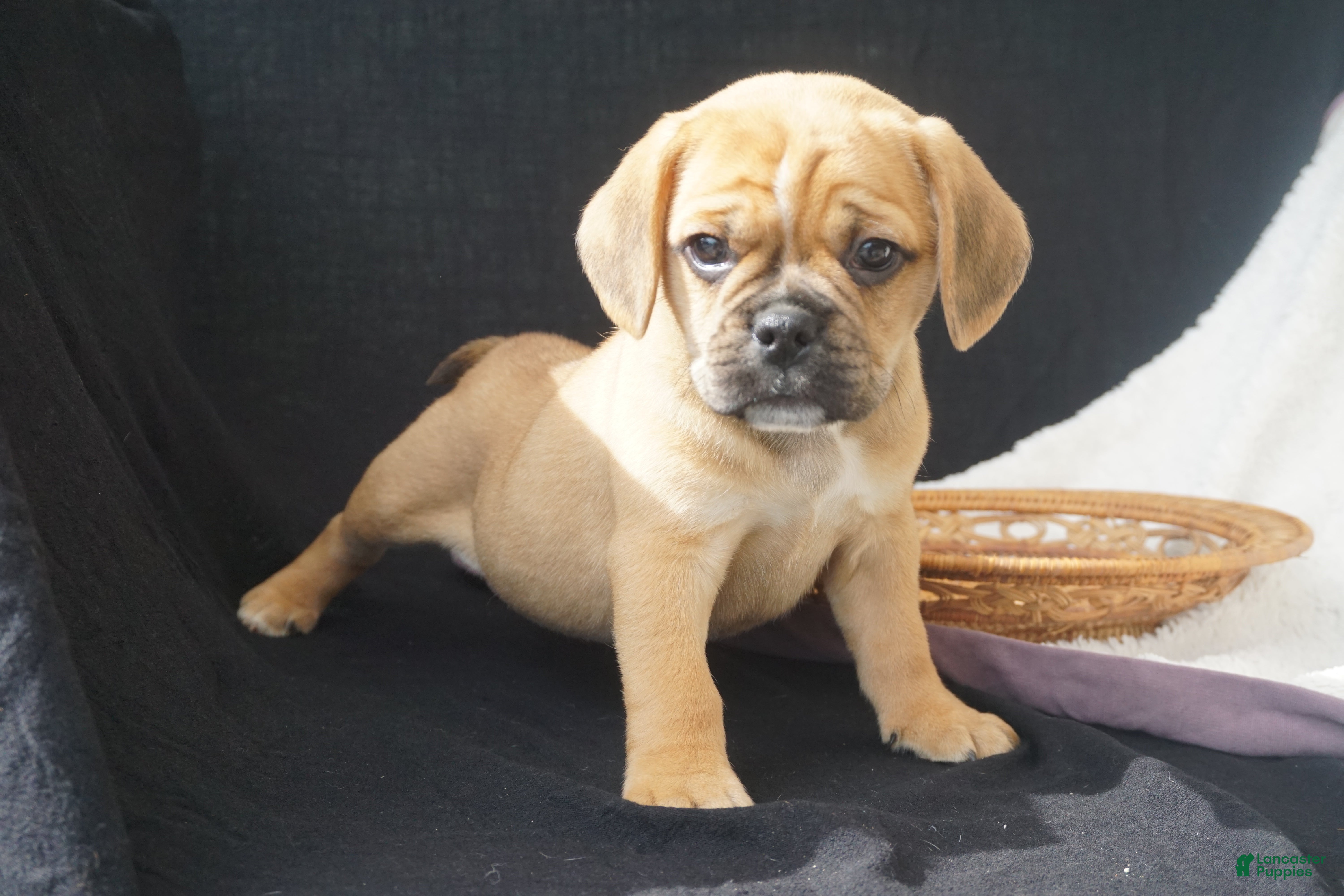 Puggle dogs Jelly Bean - Ad 2