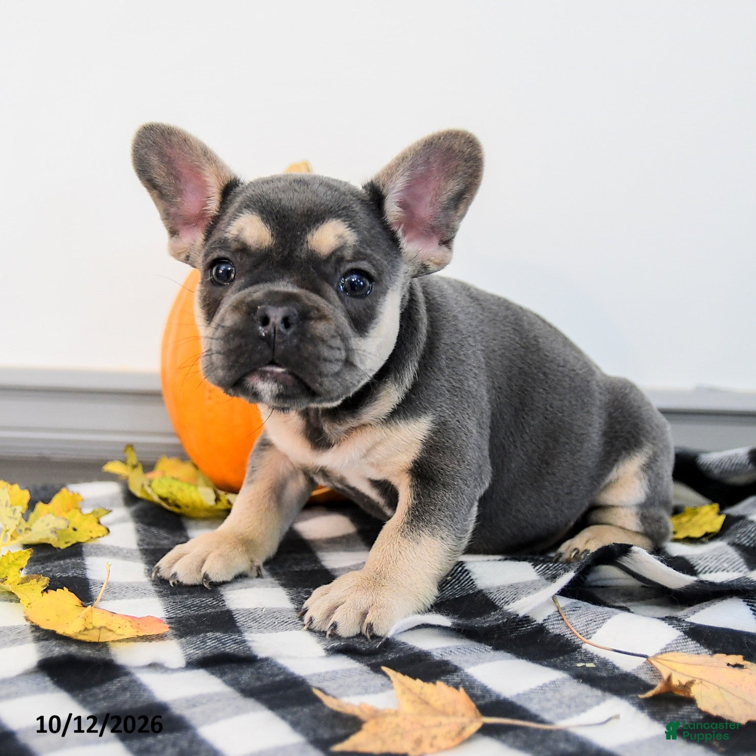 French Bulldog dogs for sale: Archie - Ad 1