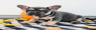 Archie