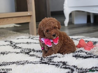 Toy Poodle dogs - Ad 8