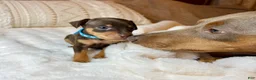 Miniature Pinscher dogs for sale: Little Boy 🩵 - Ad 8