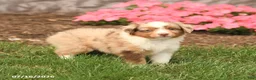 Miniature Australian Shepherd dogs for sale: Victor - Ad 4