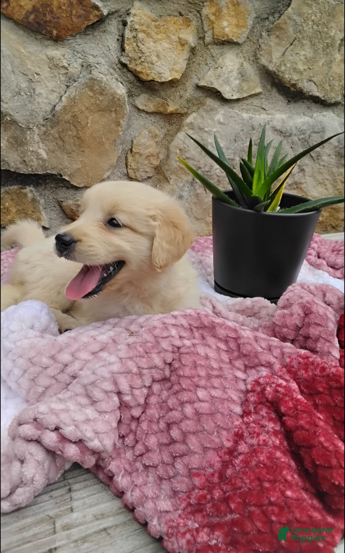 Golden Retriever dogs Roxi - Ad 2