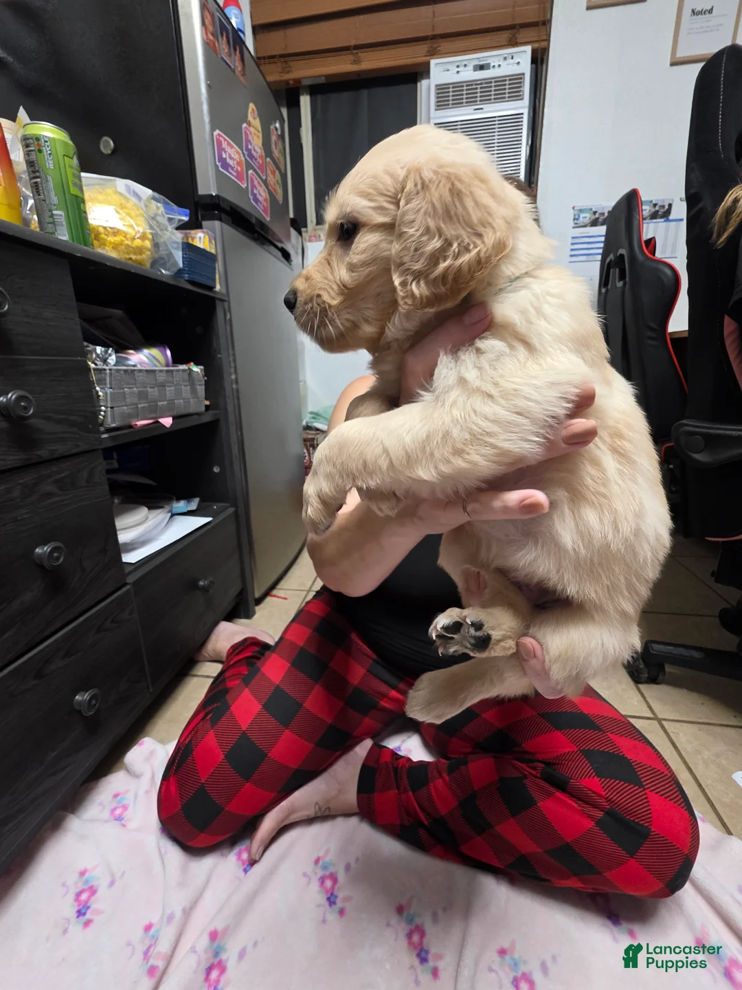 Golden Retriever dogs for sale: Light blue collar - Ad 2