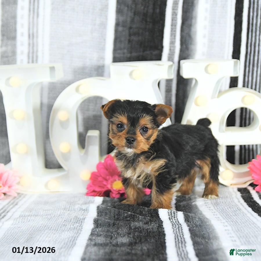 Yorkshire Terrier dogs Mason - Ad 11