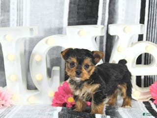 Yorkshire Terrier dogs Mason - Ad 11