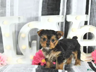 Yorkshire Terrier dogs Mason - Ad 33