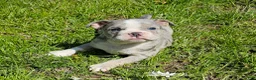 Mixed Breed dogs for sale: Blue Merle Tri-color - Ad 3
