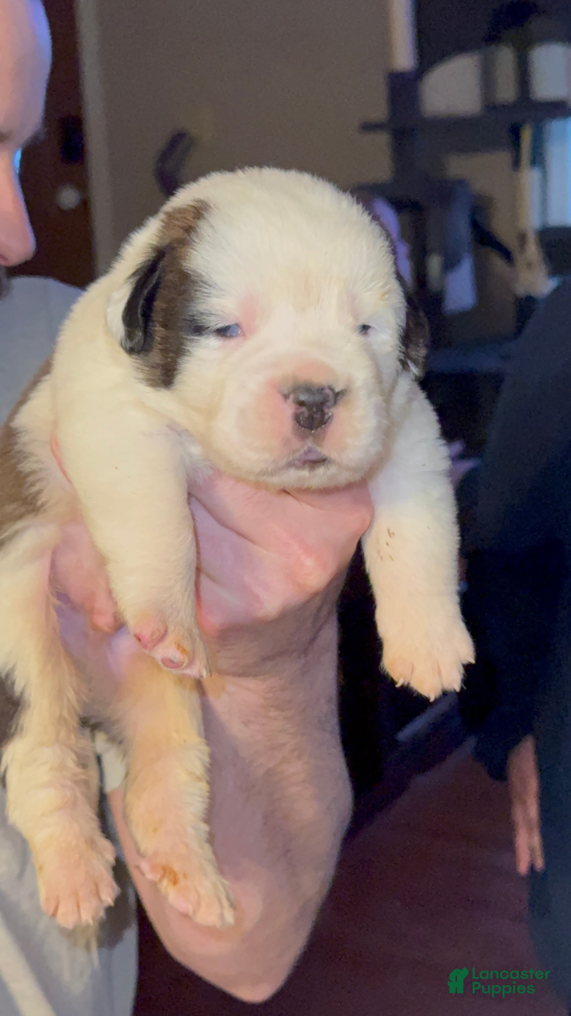 Saint Bernard dogs Zig - Ad 30