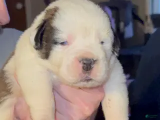 Saint Bernard dogs Zig - Ad 30