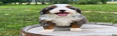Gnocchi