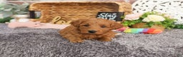 Mini Goldendoodle dogs for sale: Naomi - Ad 2