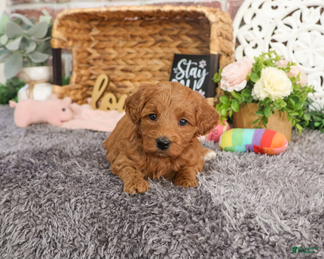 Mini Goldendoodle dogs for sale: Naomi - Ad 2