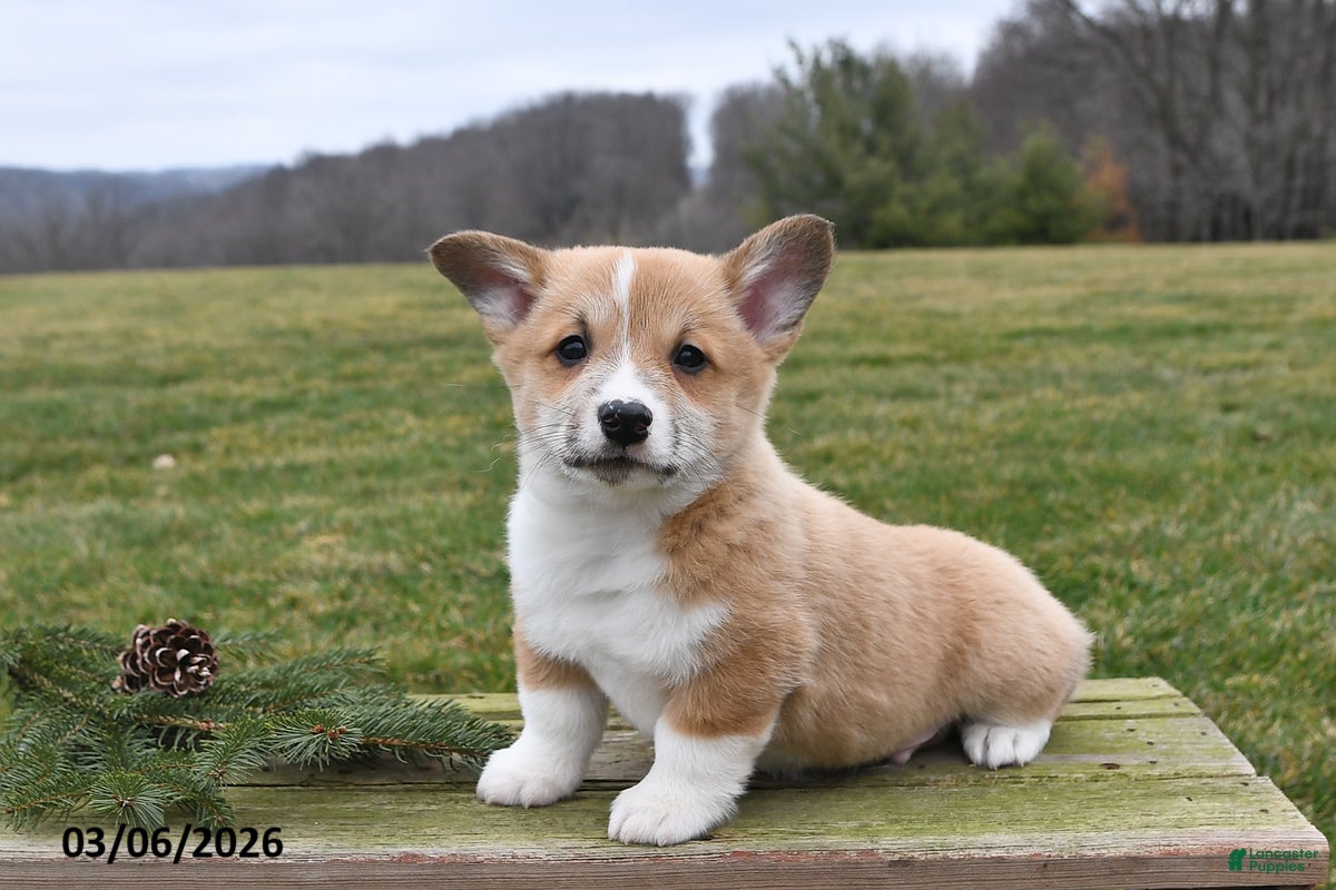 Welsh Corgi Pembroke dogs Buddy - Ad 2