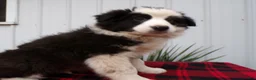Border Collie dogs for sale: Border Collie Puppy 3 Chuck - Ad 2