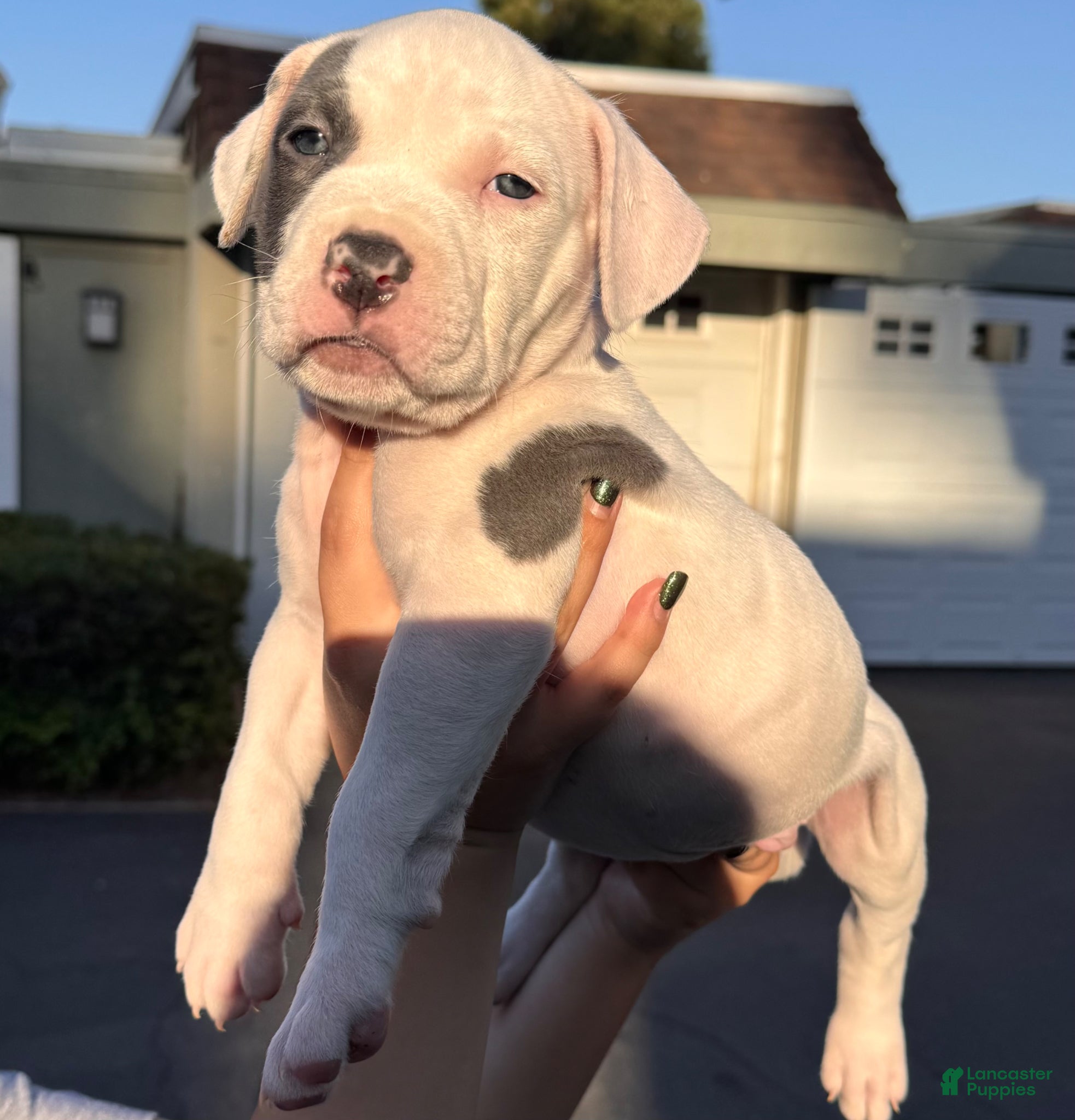 American Bully dogs American Bully Puppy 1 - Ad 15