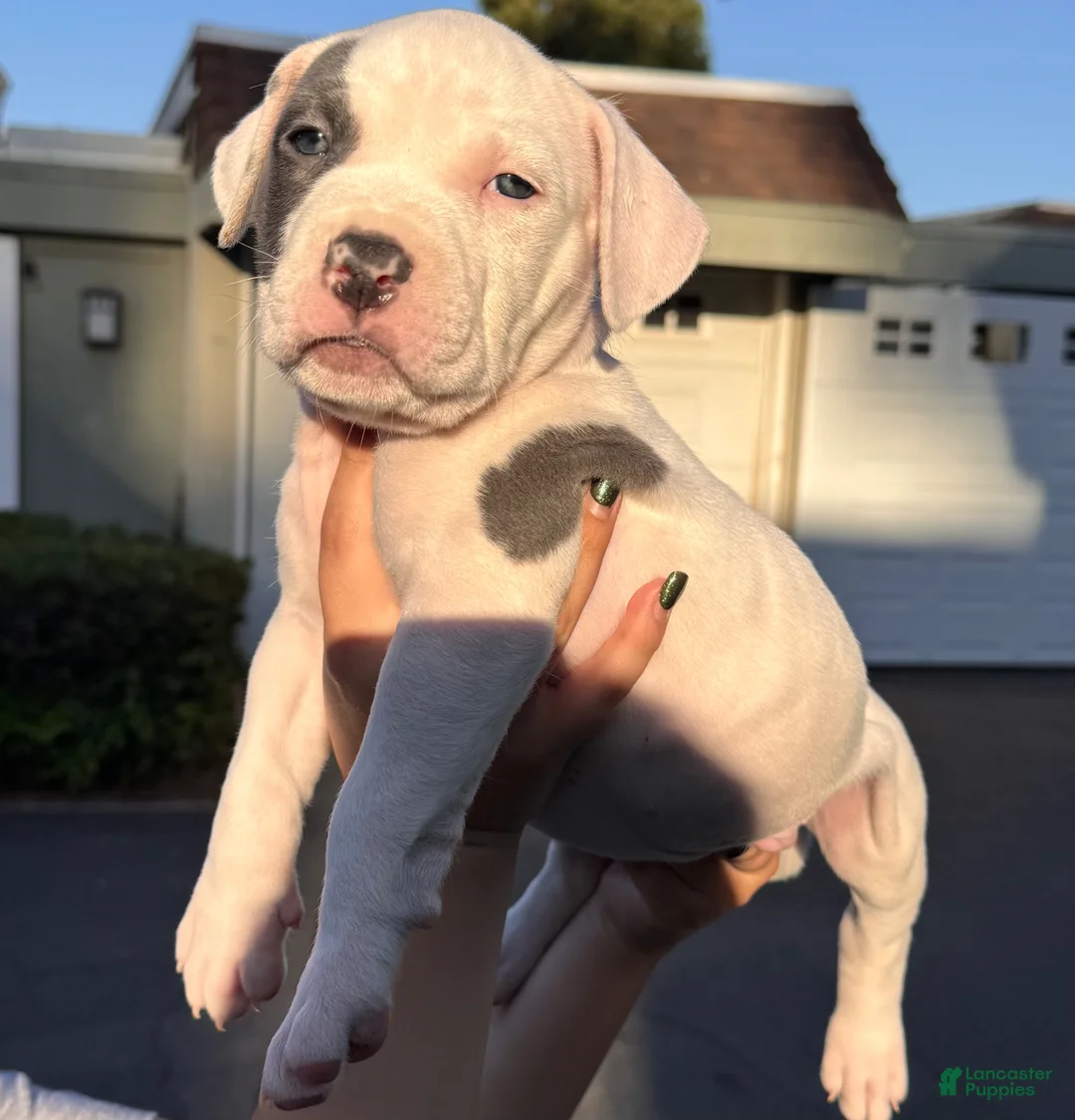 American Bully dogs for sale: American Bully Puppy 1 - Ad 1