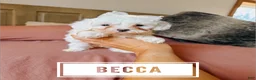 Cavapoo dogs for sale: Becca  - Ad 1