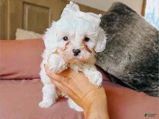 Cavapoo dogs Becca - Ad 8