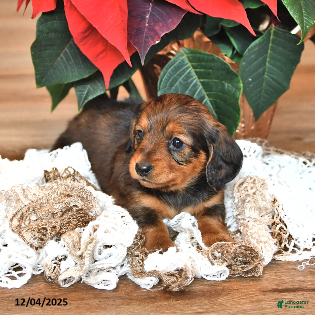 Miniature Dachshund dogs for sale: Stella  - Ad 4