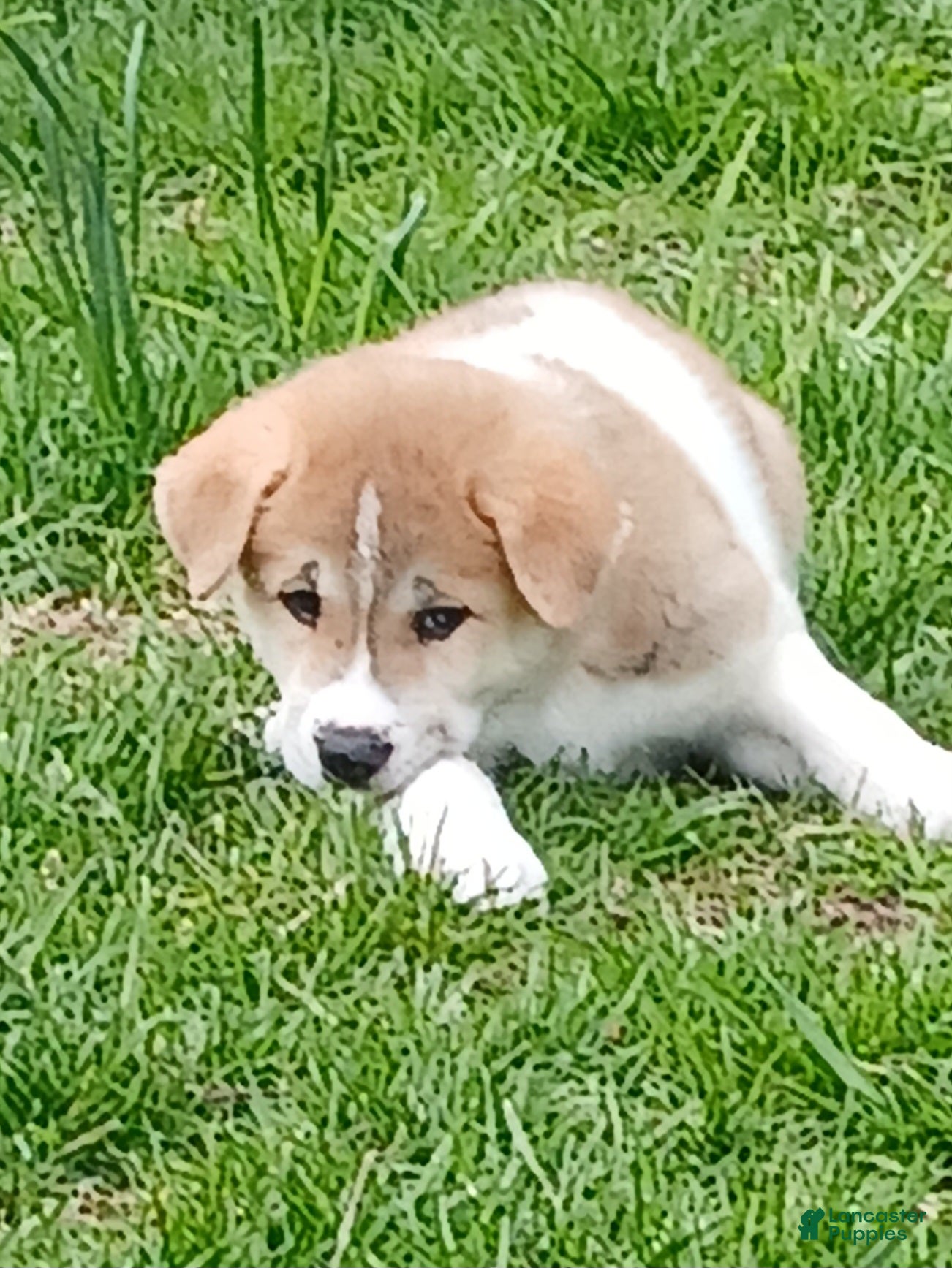 Akita dogs Aspen - Ad 2