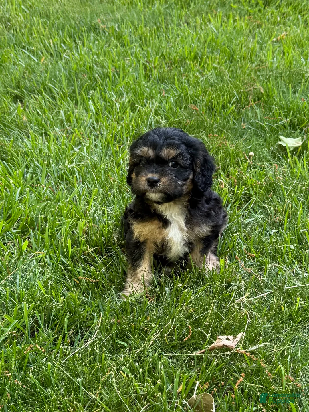 Cavapoo dogs for sale: Ace - Ad 2