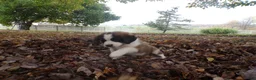 Saint Bernard dogs for sale: Belle - Ad 3