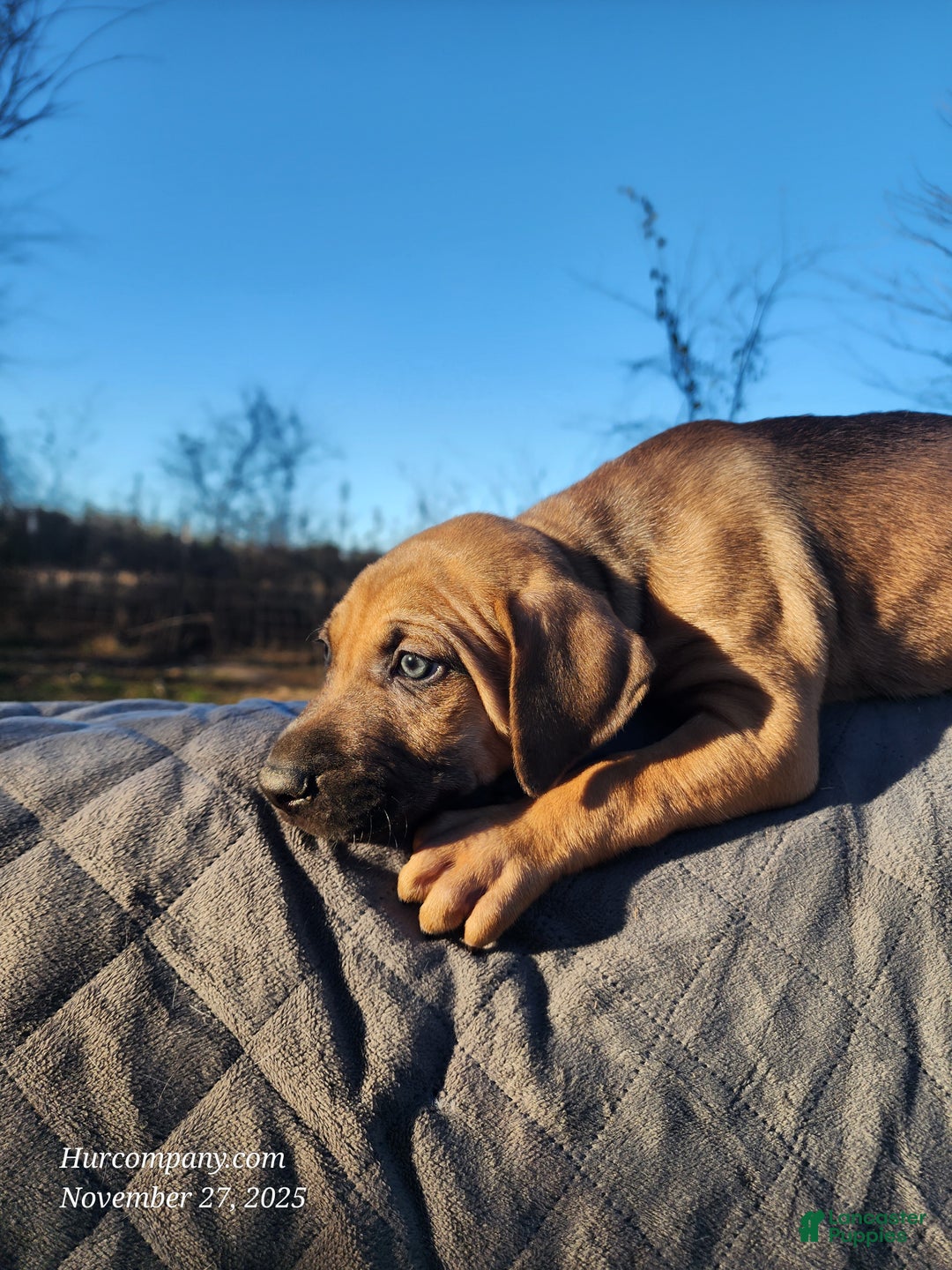 Catahoula Leopard Dog dogs for sale: Tala 2025 Female 2 - Ad 6