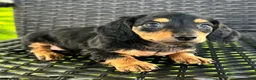 Dachshund dogs for sale: Dirk - Ad 4