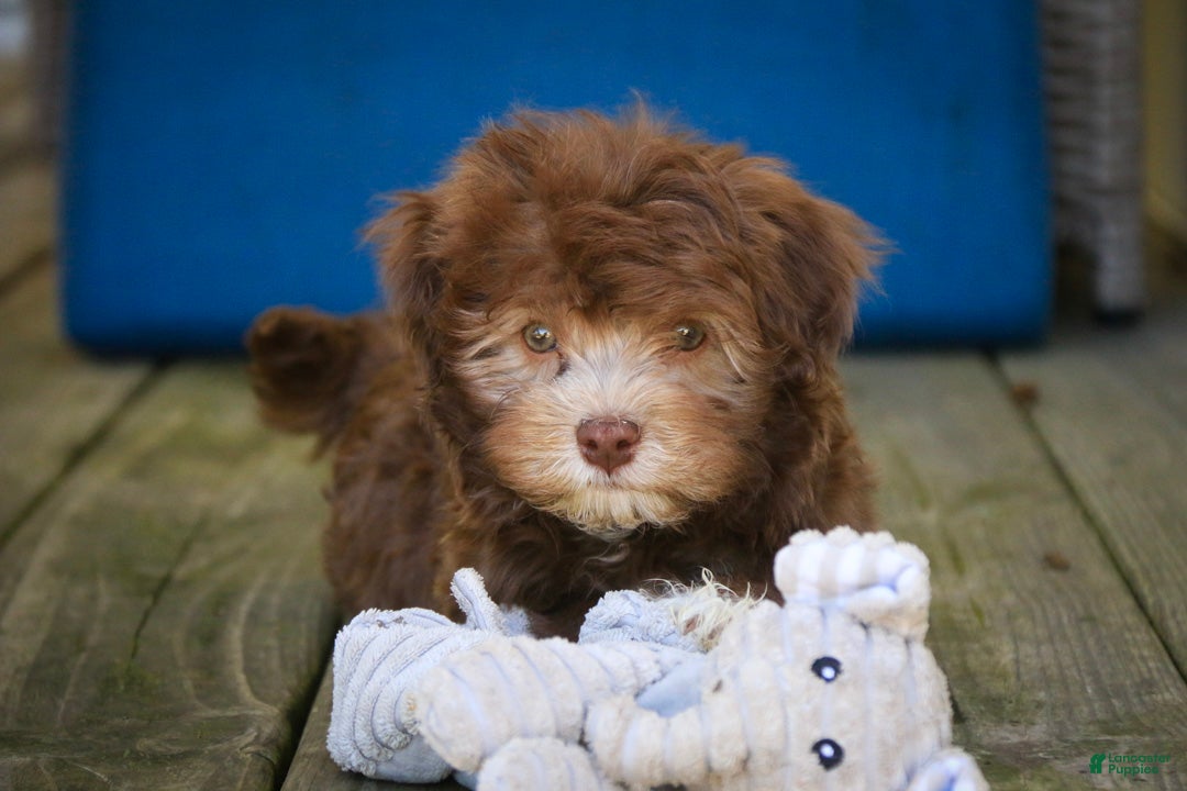 Havanese