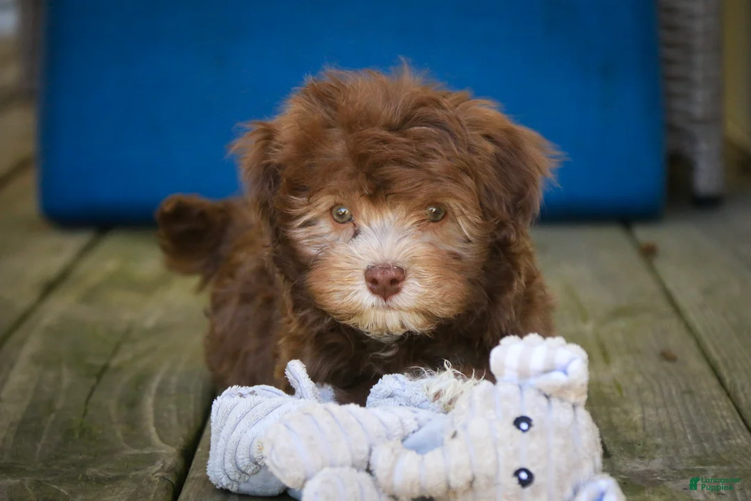 Havanese dogs for sale: Gatsby Havanese  - Ad 1