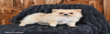 Muffin