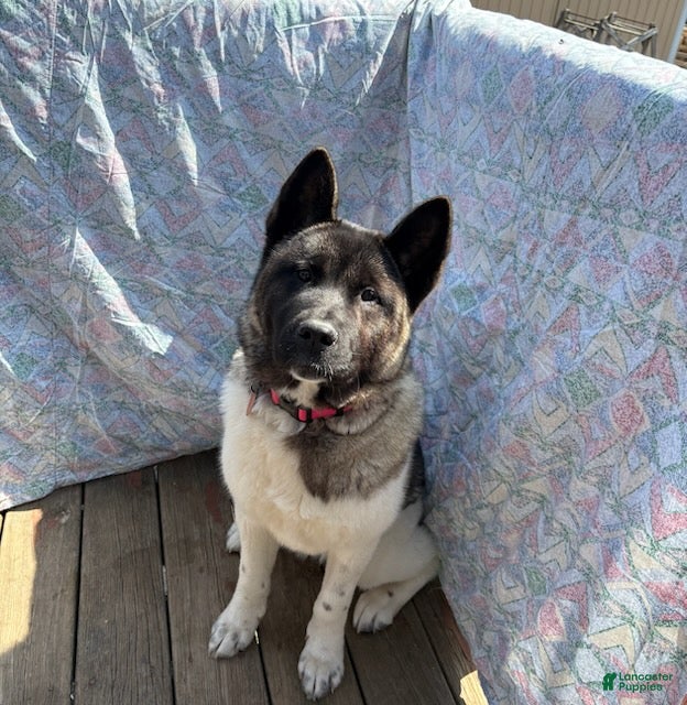 Akita dogs Tena - Ad 1