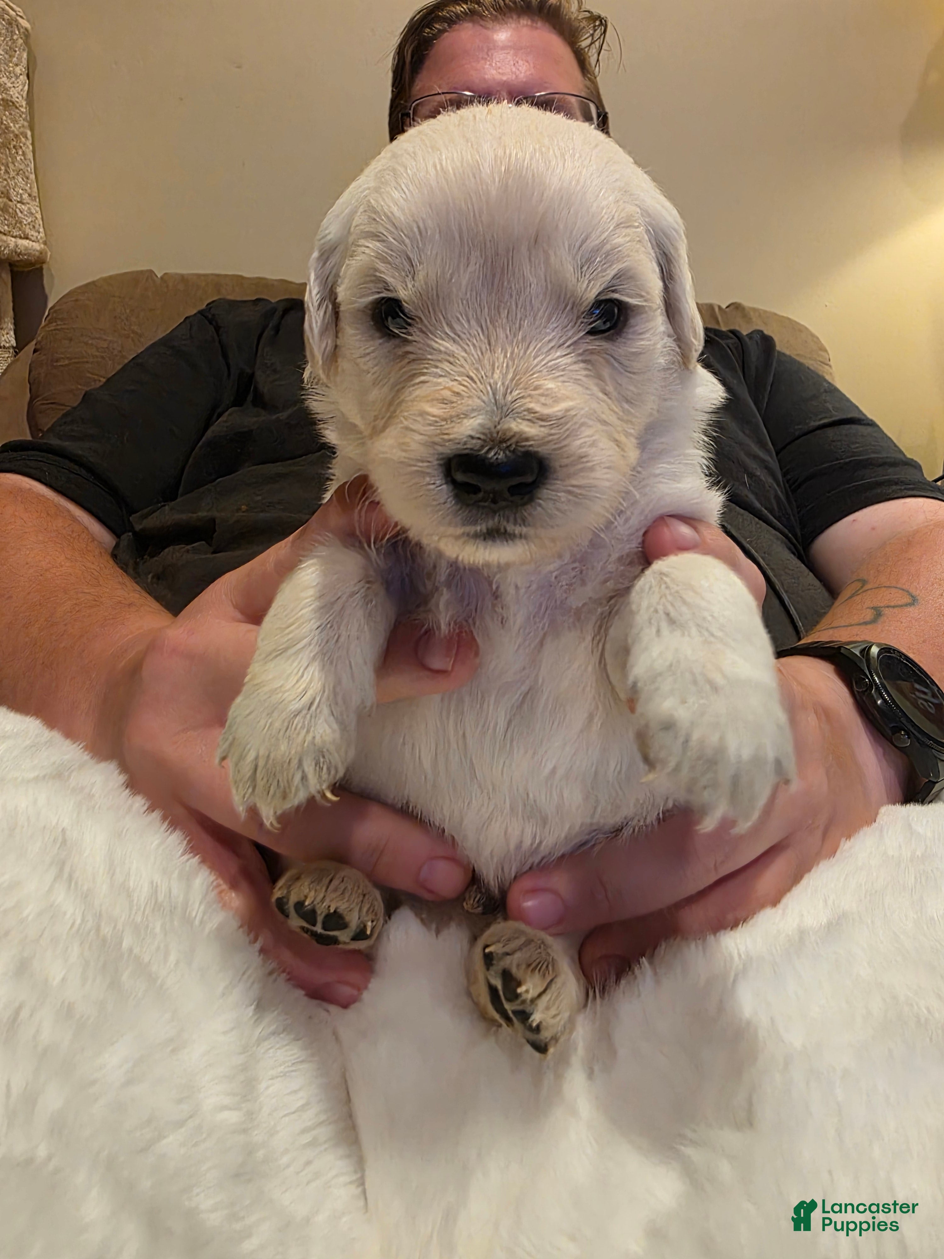 Golden Retriever dogs for sale: Baby boy brown - Ad 3