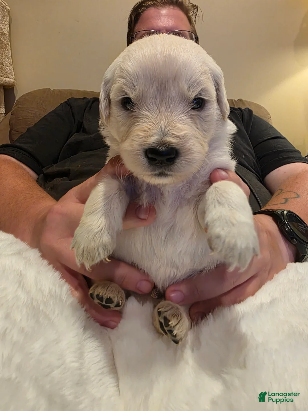 Golden Retriever dogs for sale: Baby boy brown - Ad 1