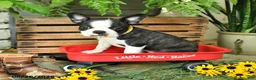 Boston Terrier dogs for sale: Ranger - Ad 1