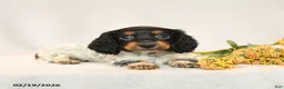Miniature Dachshund dogs for sale: Baxter - Ad 4