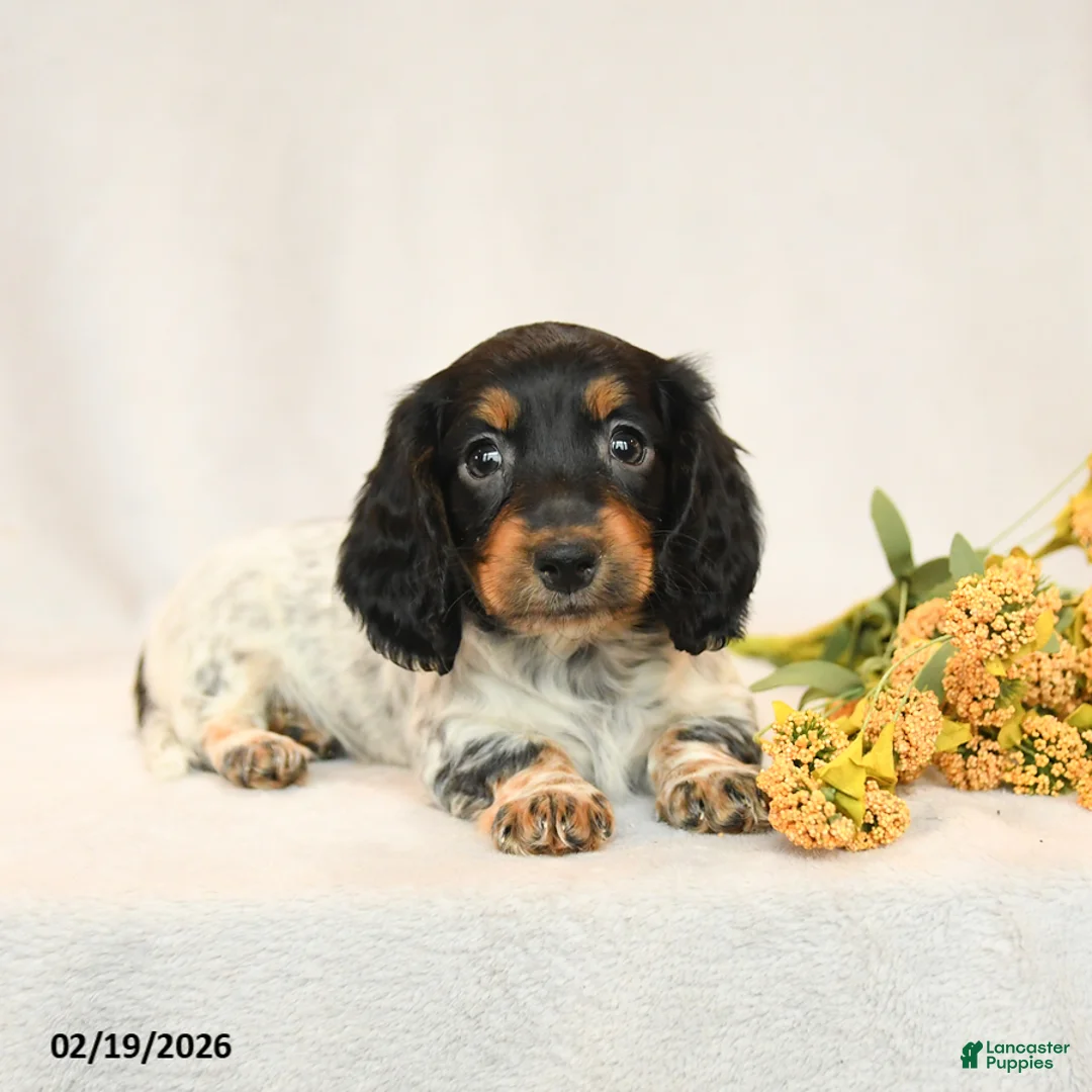 Miniature Dachshund dogs for sale: Baxter - Ad 4