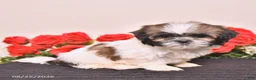 Shih Tzu dogs for sale: Kerry - Ad 4